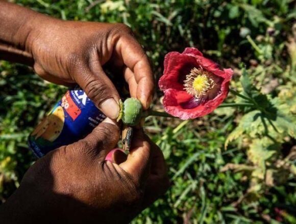 Mujeres náayeri: su trance en el mundo florido del opio
