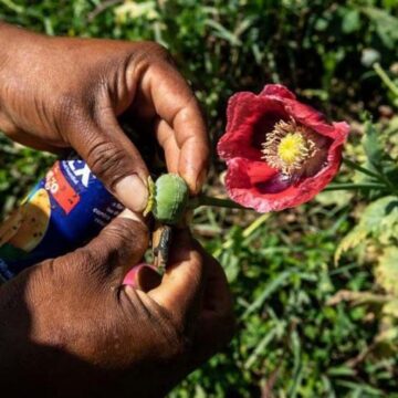 Mujeres náayeri: su trance en el mundo florido del opio